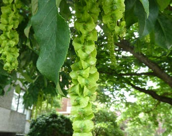 Kaukasische vleugelnoot - Pterocarya fraxinifolia - 10 verse zaden