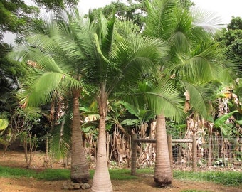 IJzerhoutpalm - Ravenea Lakatra - 10 verse zaden