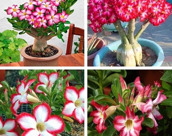 Desert Rose - Adenium Obesum - Mélange de couleurs - 10 graines fraîches