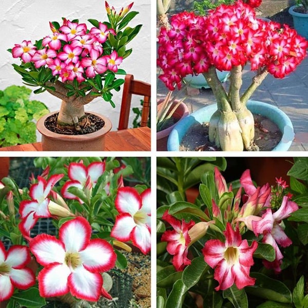 Desert Rose - Adenium Obesum - Mezcla de colores - 10 semillas frescas