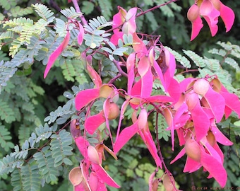 Puede incluir: Primer plano de una planta con vainas de semillas de color rosa vibrante y hojas verdes delicadas y plumosas. Las vainas tienen una forma alargada única, y las hojas son de un verde suave. La imagen captura la belleza natural de la planta.