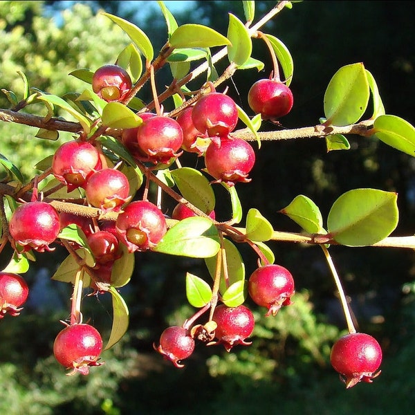 Chilean Guava - Rarely Offered - 10+ Fresh Seeds - Ugni Molinae