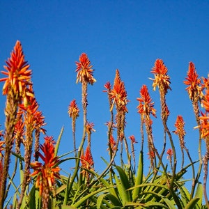 Aloe ferox seeds - Etsy.de