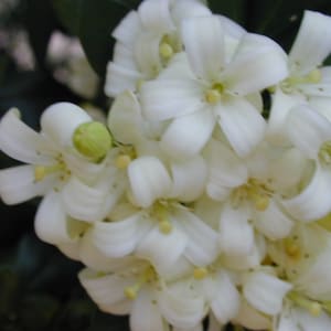 Orangenjasmin - Murraya Paniculata - 10 Frische Samen