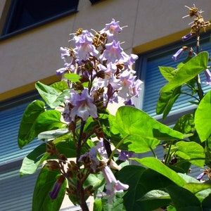 Paulownia Tomentosa - 50+ Fresh Seeds - Paulownia Tomentosa / Kiri Tree