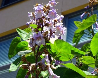 Paulownia Tomentosa - 50+ semi freschi - Albero di campanula / Albero di Kiri
