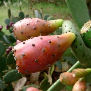 Pode incluir: Close-up de um cacto figo-da-índia com frutos maduros, avermelhados-rosados. A fruta tem pequenas manchas escuras e uma ponta verde. As palmas do cacto são verdes e outros frutos roxos são visíveis no fundo.