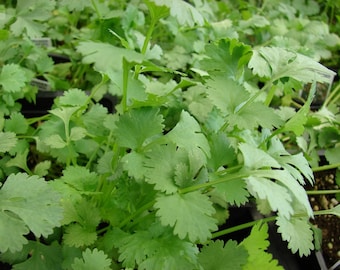 Echter Koriander - Coriandrum sativum - 100 Frische Samen