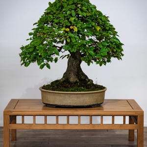 Koreanische Hainbuche - bestens für Bonsai geeignet -  10 Frische Samen