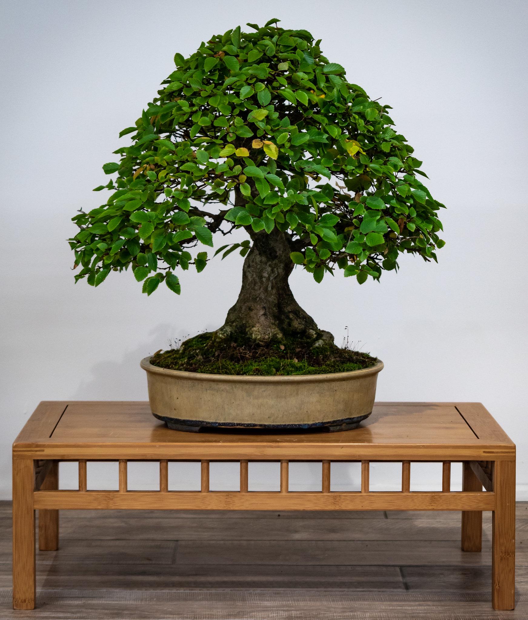 ikea bambus schale 🥗 BAMBOO Schale – Frisch servieren mit Stil – BUTLERS main image 0