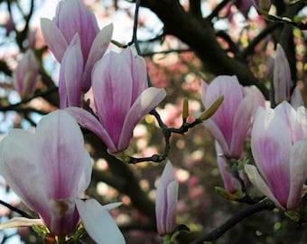 Magnolia Mix - Da Bianco a Rosso - 5 Semi Freschi - Magnolia