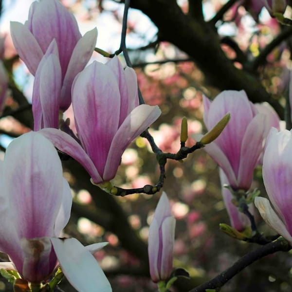 Magnolien -Mix - Weiss bis Rot - 5 Frische Samen - Magnolia