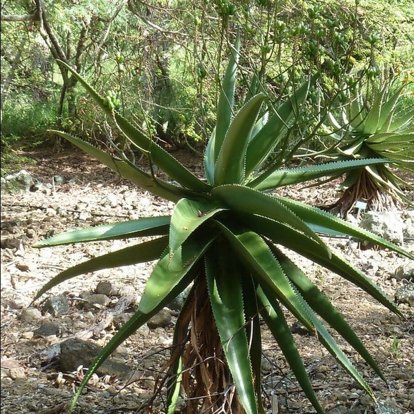Exotische Baum Aloe - Aloe Vaombe - 10 Frische Samen