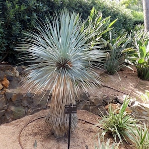 Yucca rostrata - Etsy 日本
