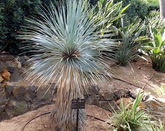 ユッカ リギダ - ブルーユッカ - 10 種子 - Etsy 日本