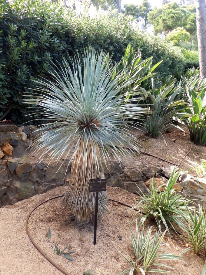 Yucca rostrata - Etsy 日本