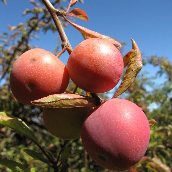 Kirschpflaume / Wilde Mirabelle - 10 Frische Samen - Prunus Myrobalana