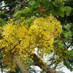 Indian Laburnum - Cassia Fistula - 20 Fresh Seeds