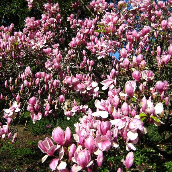 Tulpen Magnolien - Magnolia Soulangeana - 10 Frische Samen