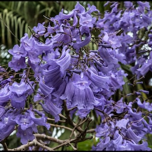 Albero di palissandro / Jacaranda - 10+ semi freschi - Jacaranda Mimosifolia