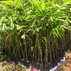 Peut inclure: Plusieurs jeunes plants de bambou, chacun dans un pot en plastique noir. Les plantes ont des tiges vertes fines et des feuilles vertes vives. L'image montre un groupe dense de ces plantes, suggérant une pépinière ou un jardin.