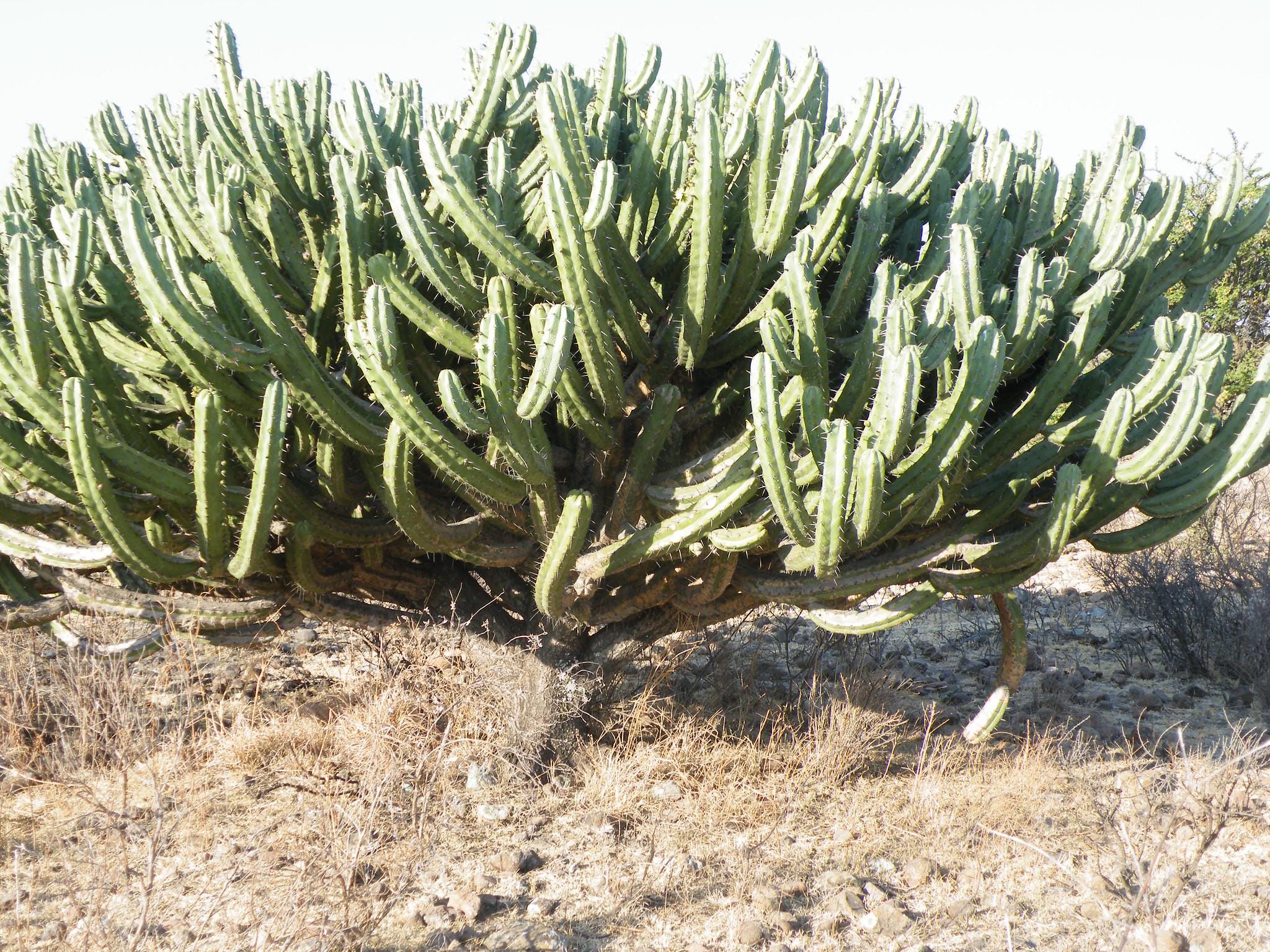 Blueberry Cactus - Myrtillocactus Geometrizans - 10 Fresh Seeds - Etsy  Israel