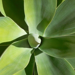 Emerald Agave - 10+ Fresh Seeds - Agave Ellemeetiana