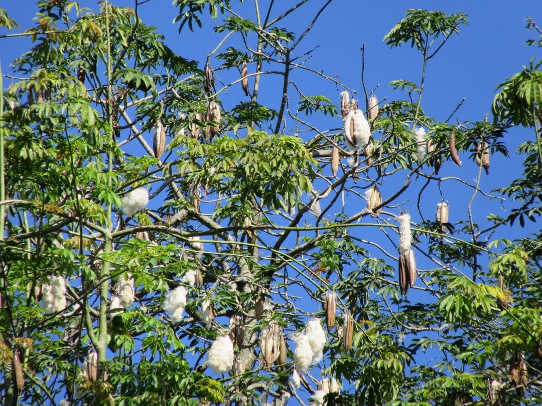 Weisser Kapokbaum - Baumwollbaum - Ceiba Pentandra - 20+ Frische Samen -  Etsy.de