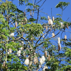Puede incluir: Un árbol con hojas verdes y vainas marrones contra un cielo azul claro. Material blanco y algodonoso sale de algunas vainas, creando un contraste de texturas y colores. Las ramas del árbol son visibles.