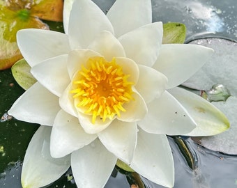 Lirio de agua blanca - Nymphaea pubescens. hermosa planta acuática - 10 semillas frescas