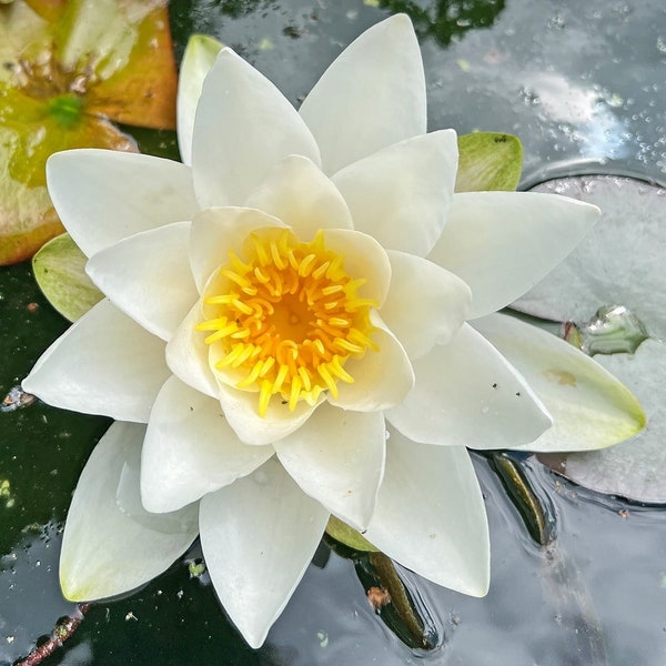 White water lily - Nymphaea pubescens. beautiful aquatic plant - 10 fresh seeds