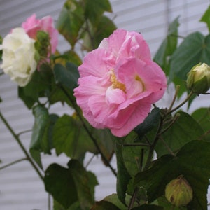 Hibiscus Mutabilis / Almond Marshmallow - Beautiful Flower Shrub - 20 Fresh Seeds