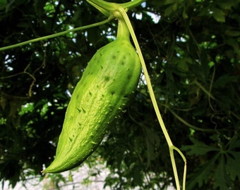 Concombre Inca - Concombres exotiques d'Amérique du Sud - Cyclanthera Pedata - 10 graines fraîches