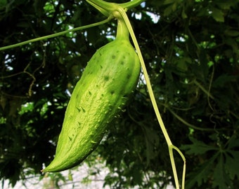 Pepino Inca - Pepinos exóticos de Sudamérica - Cyclanthera Pedata - 10 semillas frescas
