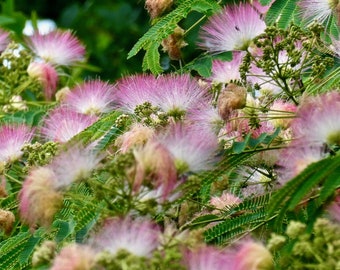 Silk Tree / Sleeping Tree - Albizia julibrissin - 10 Fresh Seeds