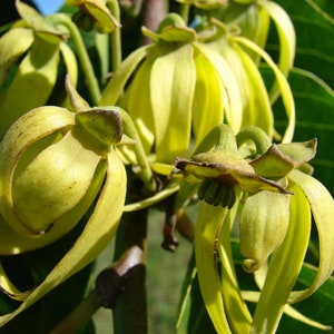 Ylang Ylang / Perfume Tree - Cananga Odorata - 10 Fresh Seeds
