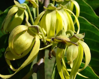 Ylang-Ylang-Samen - Cananga odorata - Parfmbaum - Etsy sterreich
