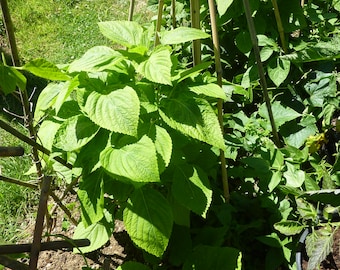 Perilla verde giapponese / Shiso - Perilla frutescens - 50 semi freschi