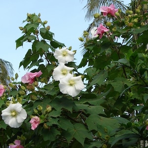 Hibiscus Mutabilis / Almond Marshmallow - Beautiful Flower Bush - 15+ Fresh Seeds