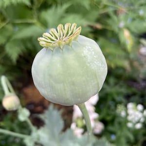 GRAINES de pavot rouge, héritage, sans OGM, haute qualité, livraison GRATUITE