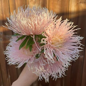 China Aster Seeds, Valkyrie Brunhilde Chamois, Non-GMO