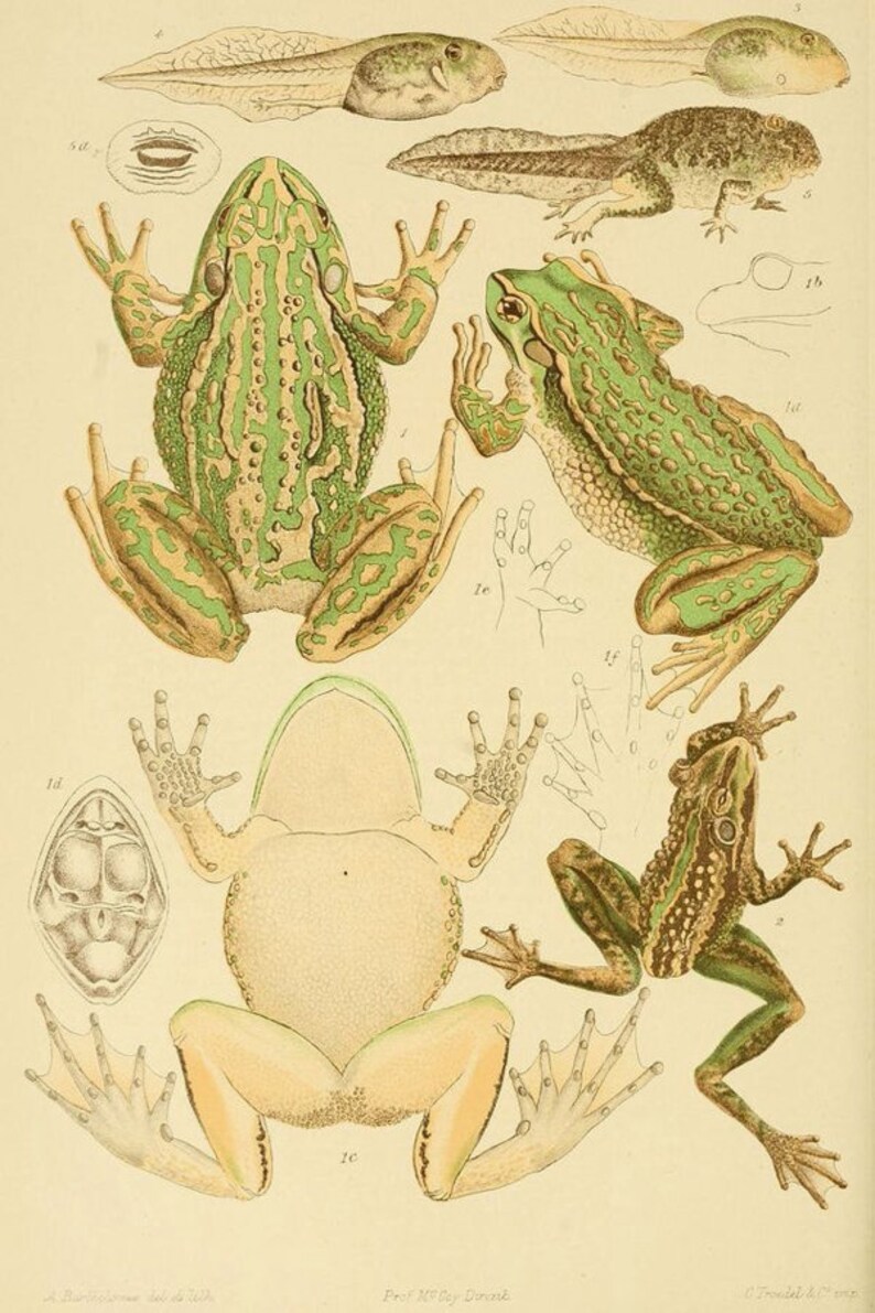 Cottagecore Vintage Aesthetic Wall Decor 135pcs Vintage Etsy