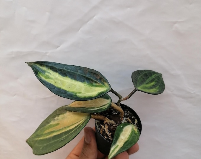 Hoya latifolia variegata Pot of Gold