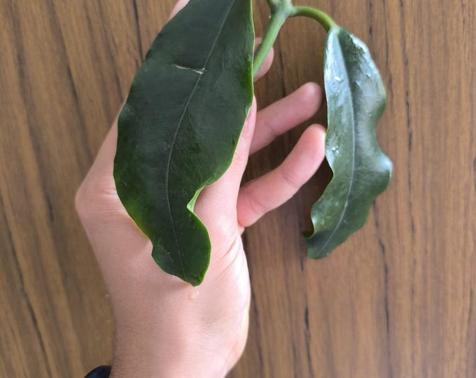 Hoya Imperialis Red Flowers Unrooted