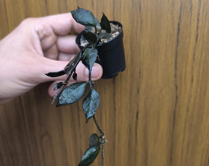 Hoya Lacunosa Black Queen