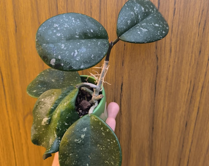Hoya Obovata splash