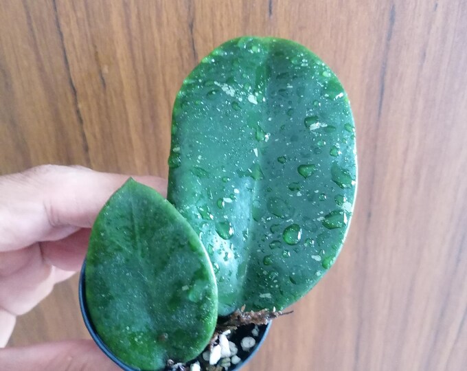 Hoya Penny's treat MB1405-AG