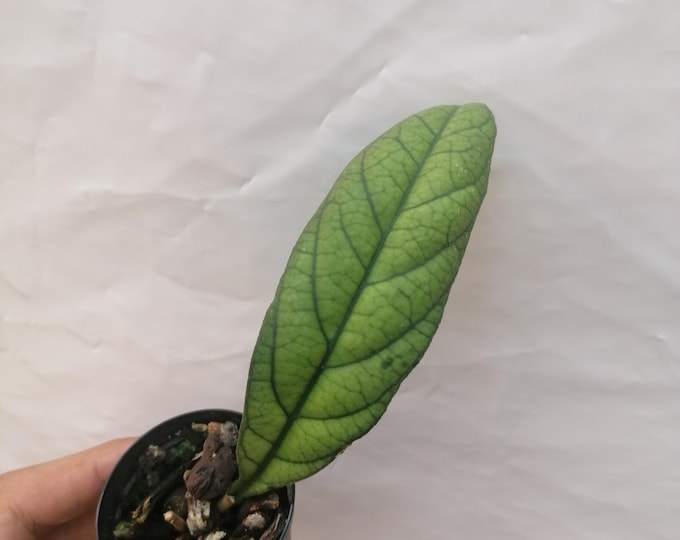 Hoya sp. IML 1029 Borneo