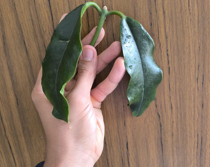 Hoya Imperialis White Flowers Unrooted