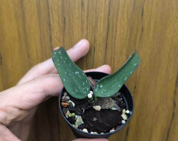 Hoya Pandurata Splash